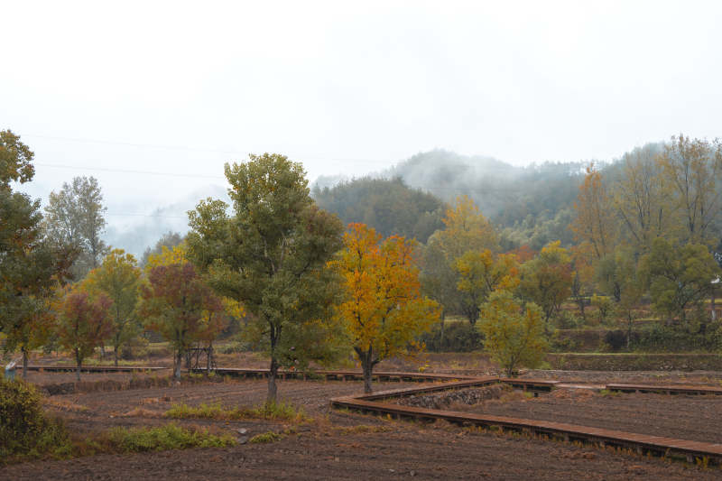 秋山雾霭林间景图片