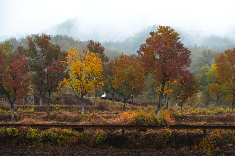 秋林雾霭静谧景图片