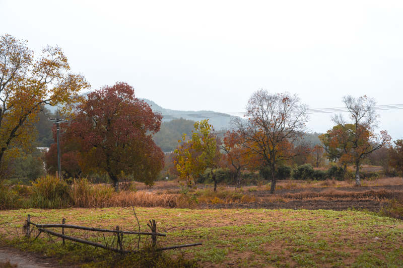 秋日田园风光图片