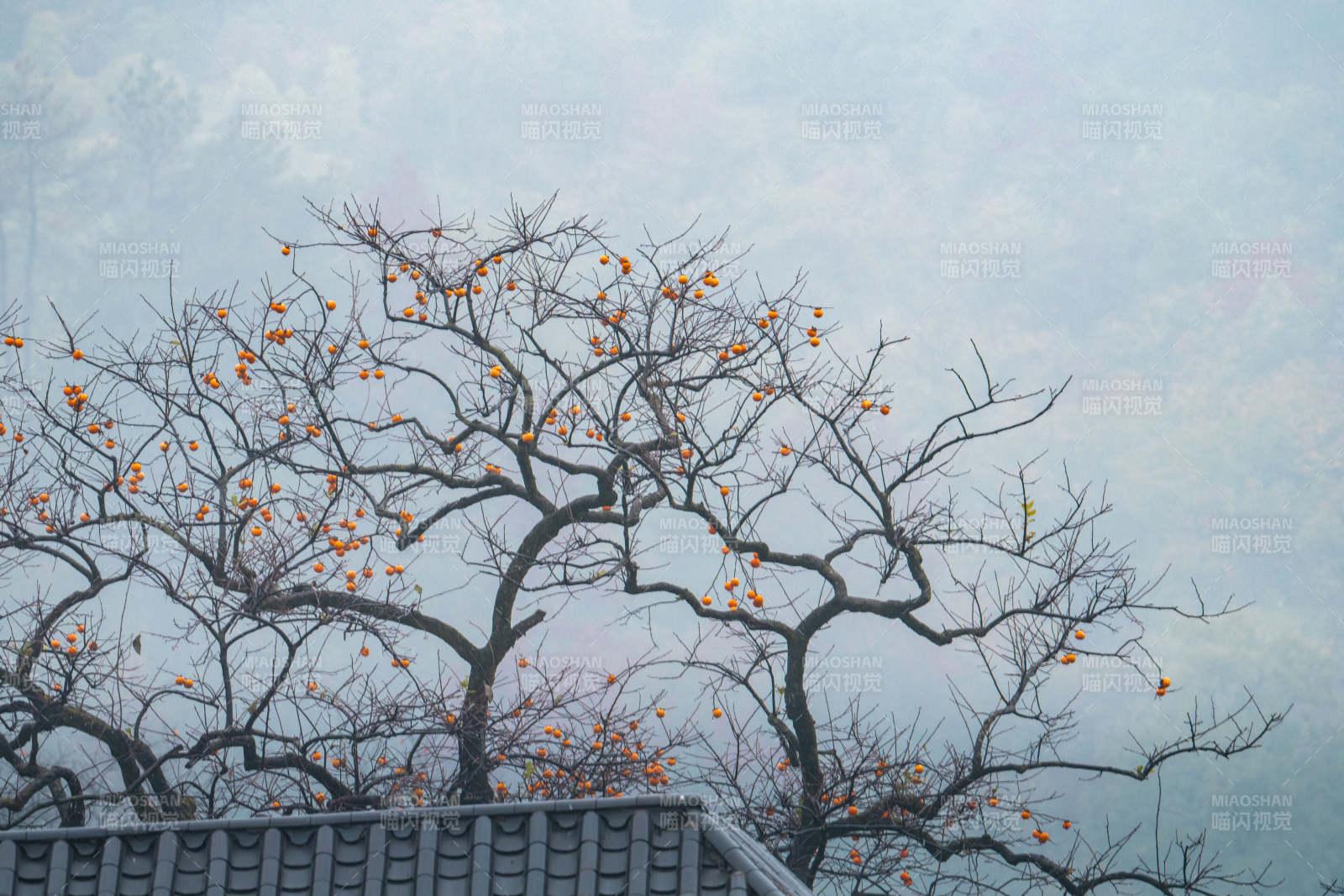 冬日柿树挂果图片