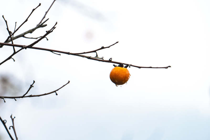 孤枝挂橙果图片