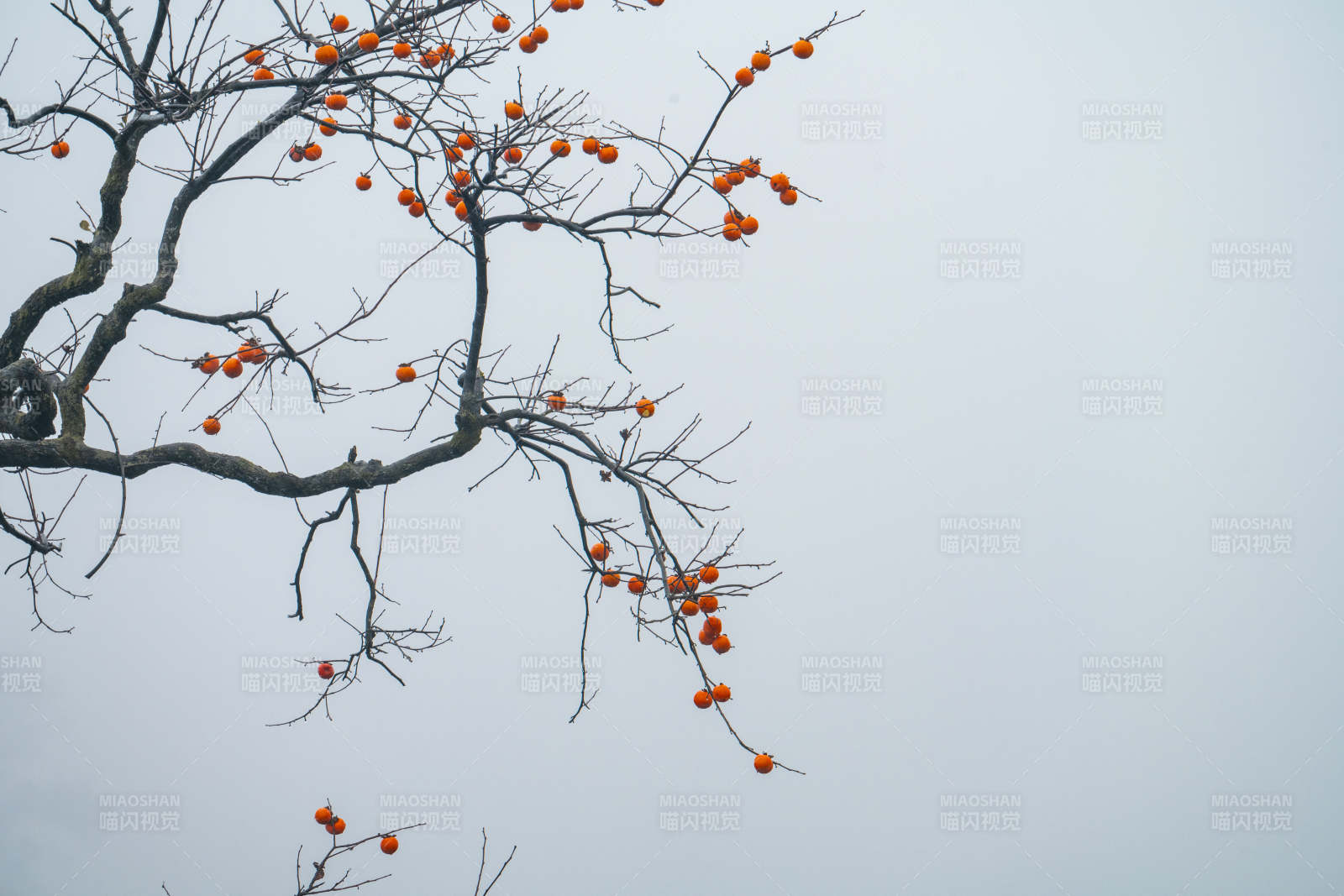 秋枝挂果图片