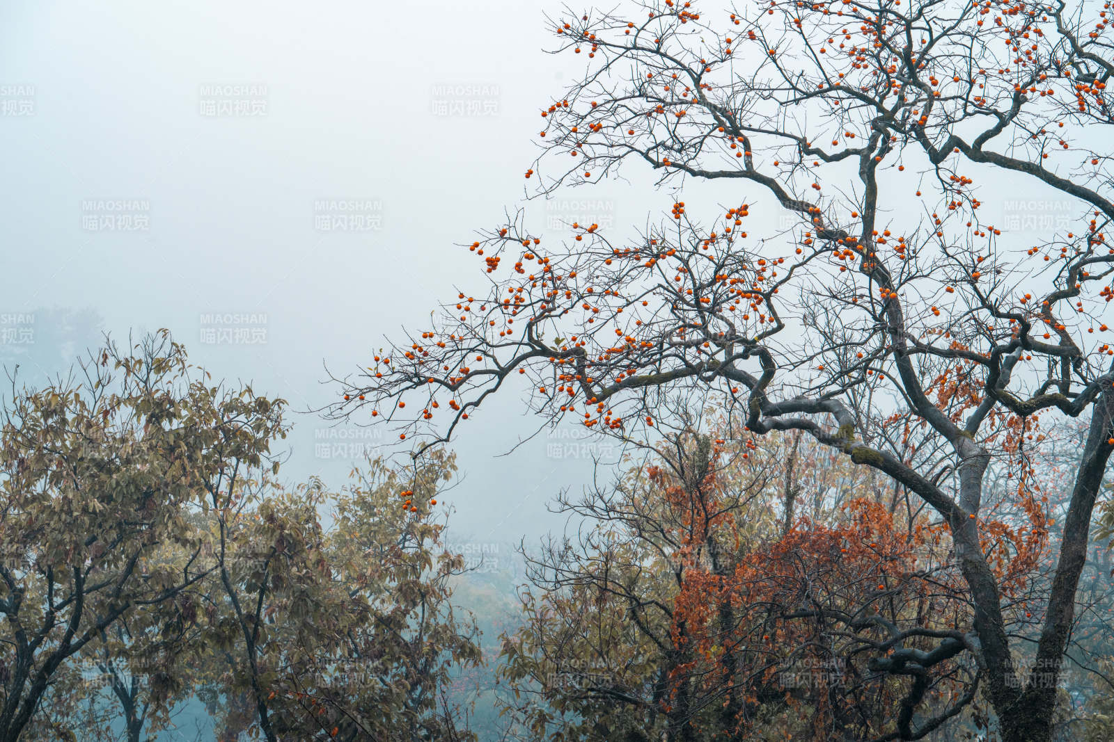 雾中红叶枝头挂图片