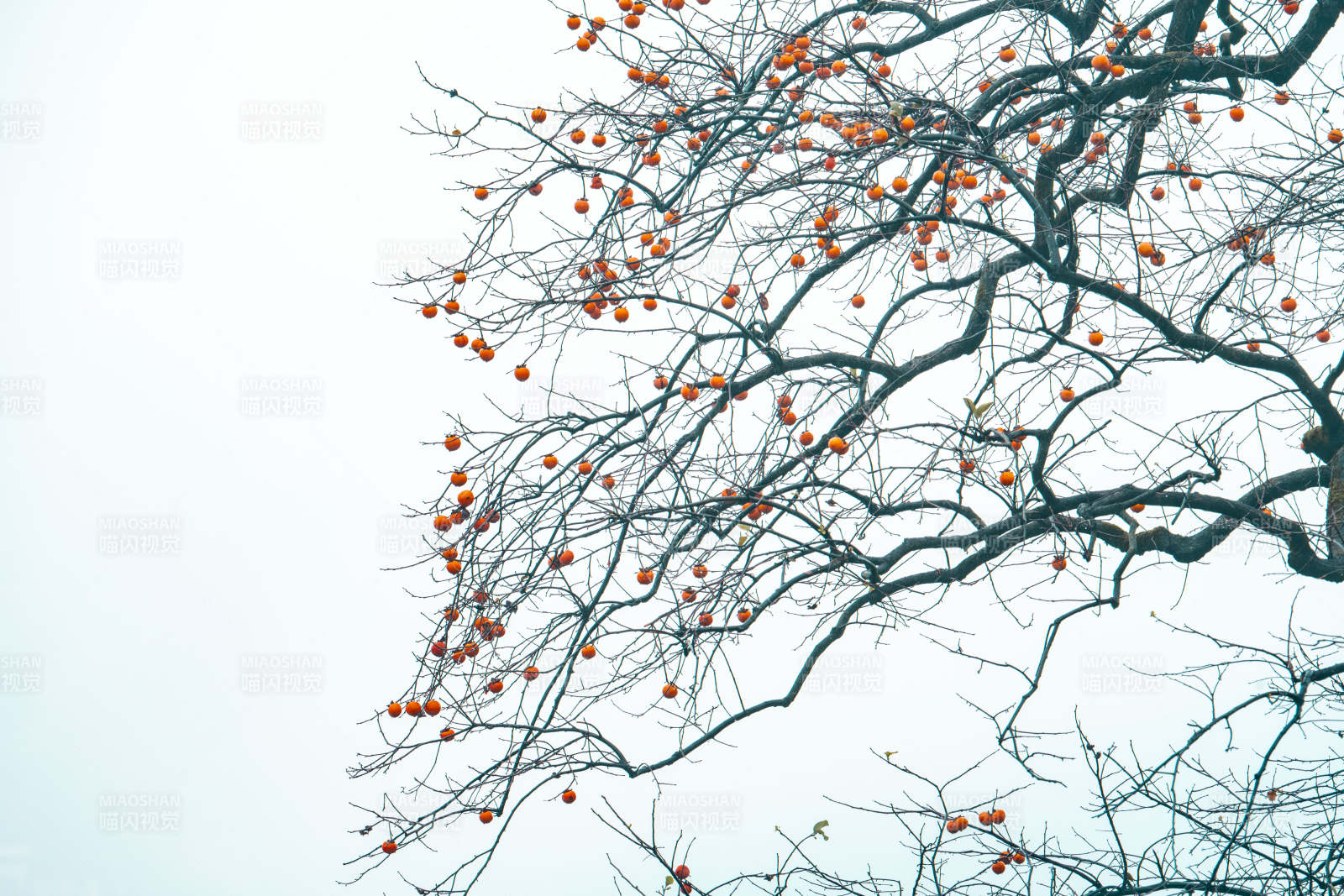 柿子挂枝头图片