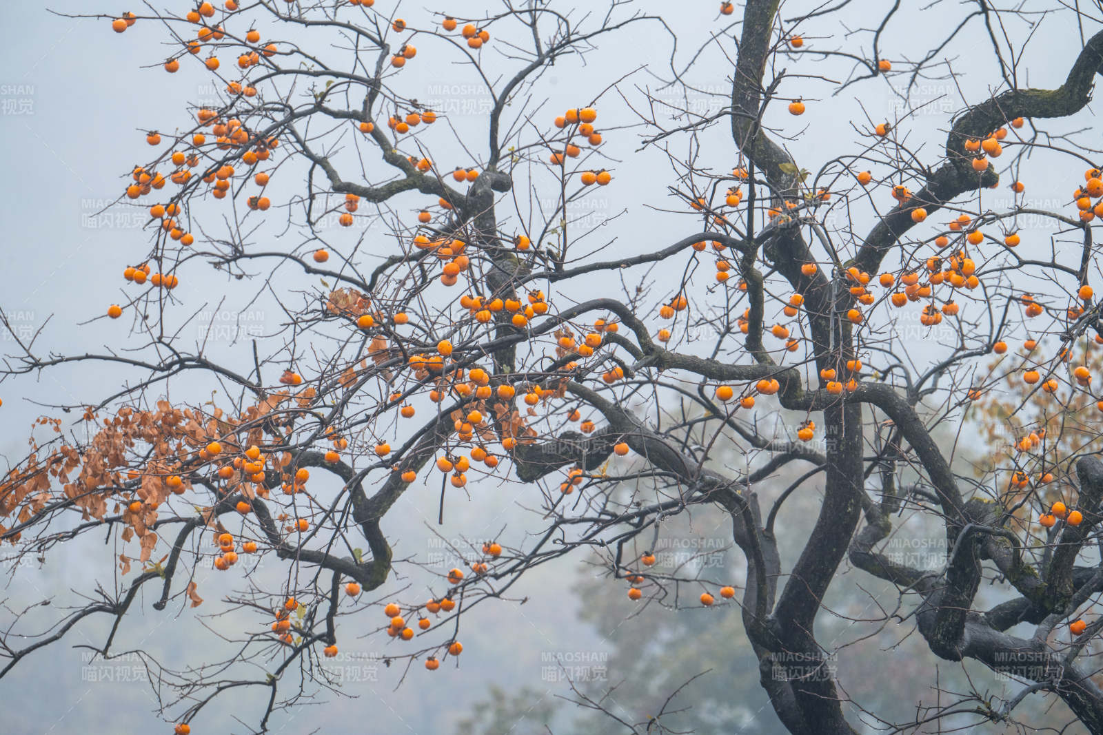 雾中柿树挂金果图片