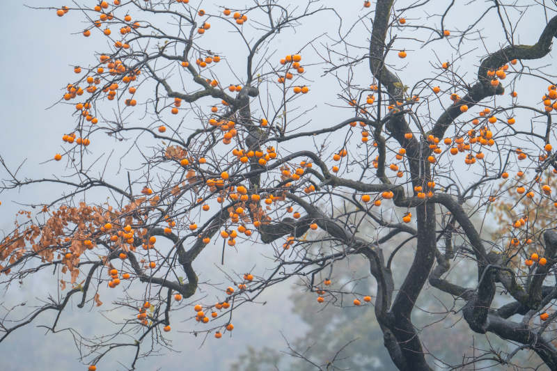 雾中柿树挂金果图片