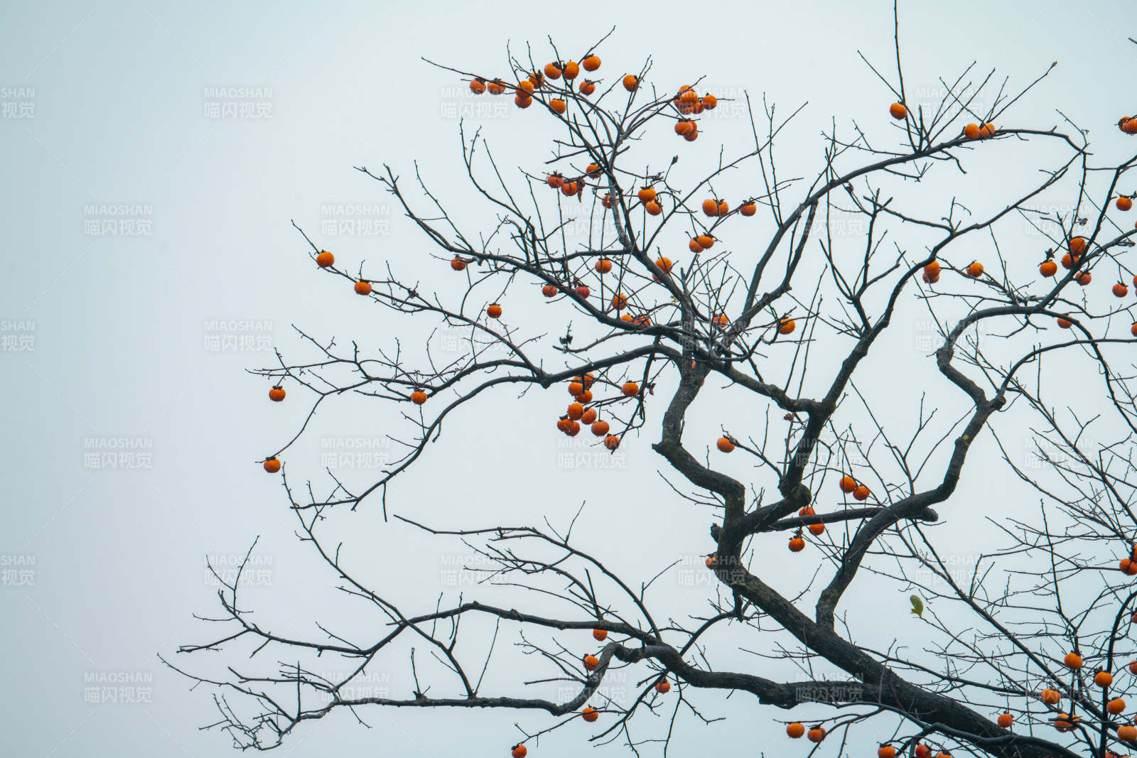 柿子挂枝头图片