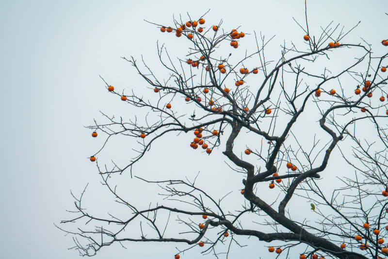 柿子挂枝头图片