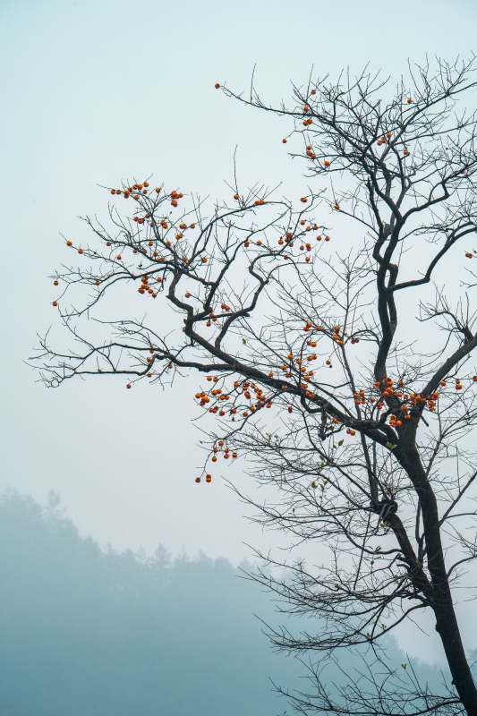 雾中柿树图片