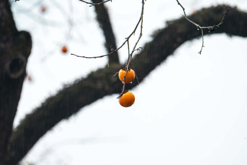 枝头橙果挂图片