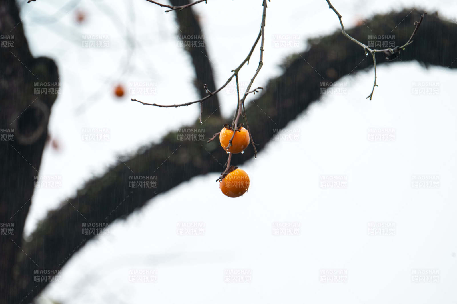 枝头橙果挂图片