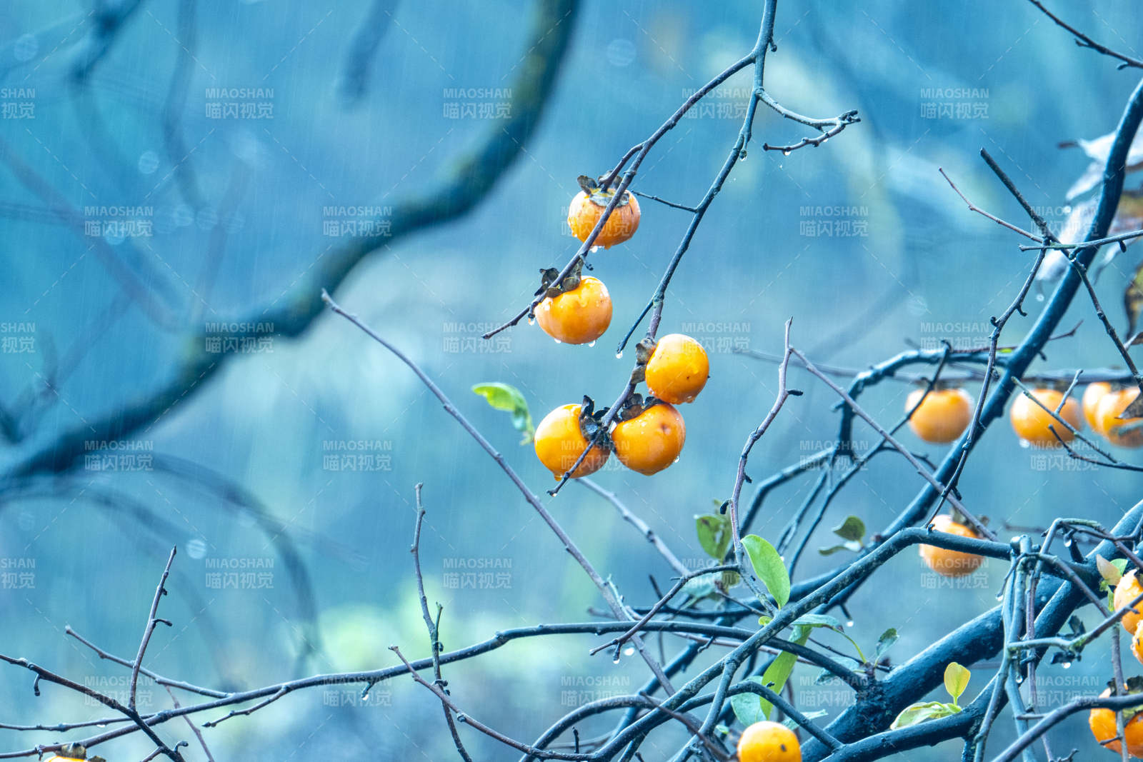 秋日柿子挂枝头图片