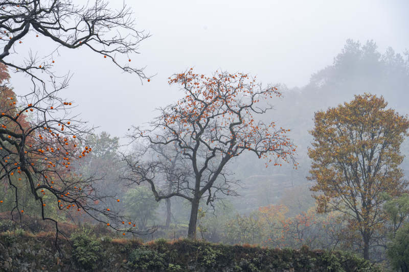 雾中秋树静谧景图片