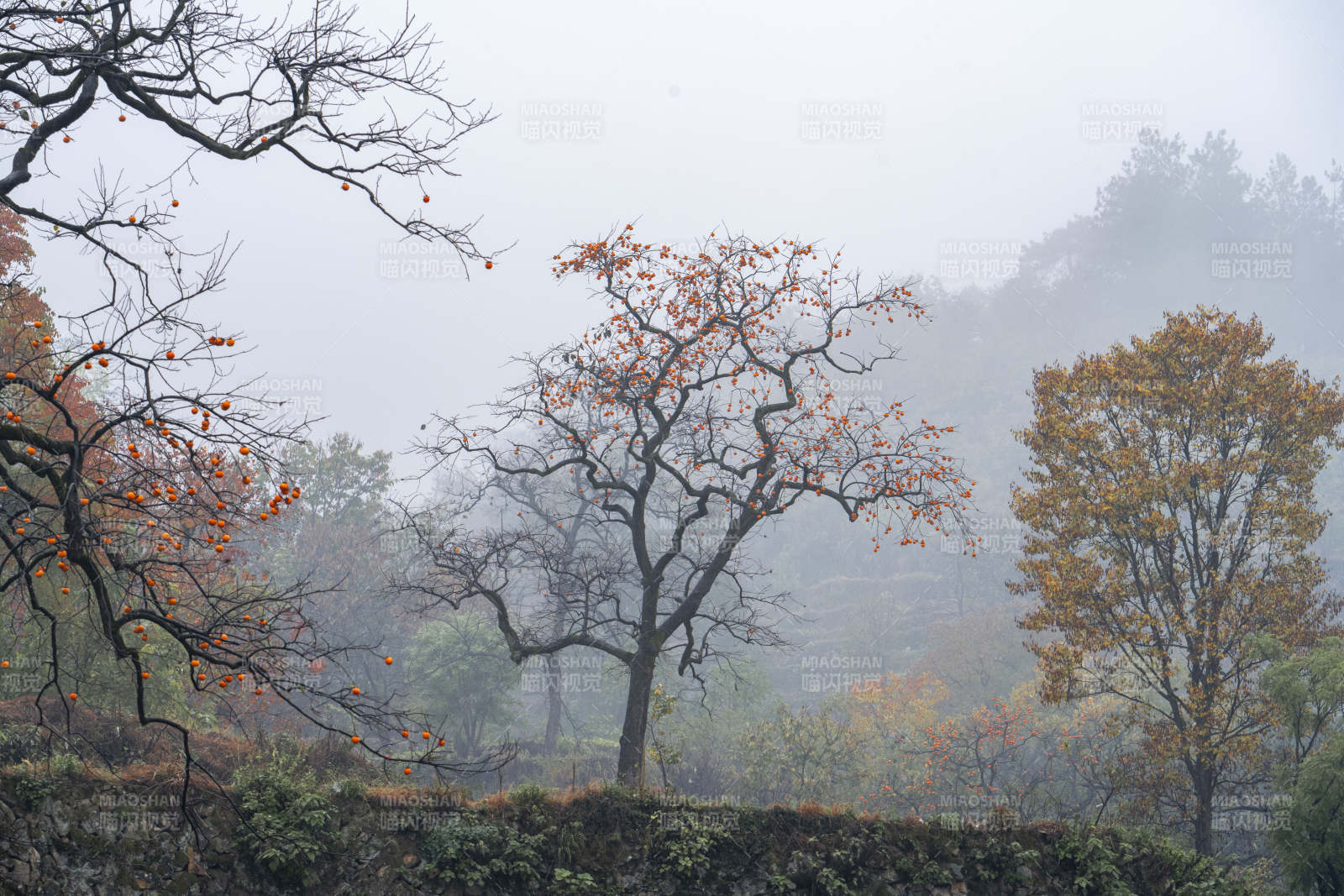 雾中秋树静谧景图片