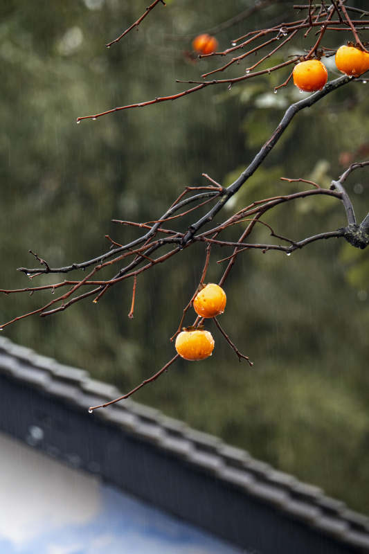 雨中橙果挂枝头图片