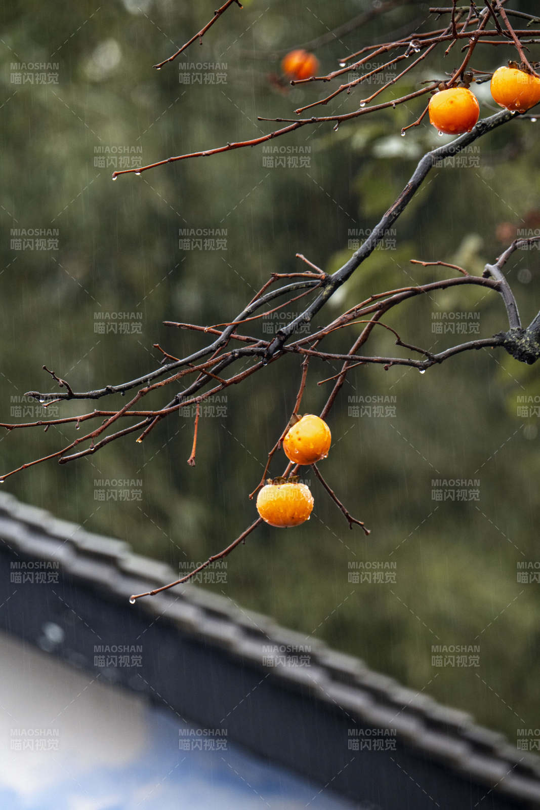 雨中橙果挂枝头图片
