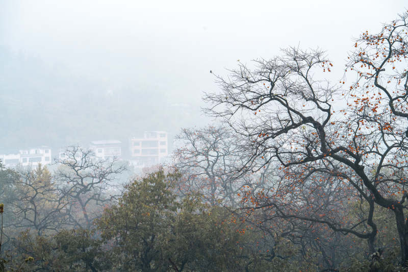 雾中枯树与远山图片