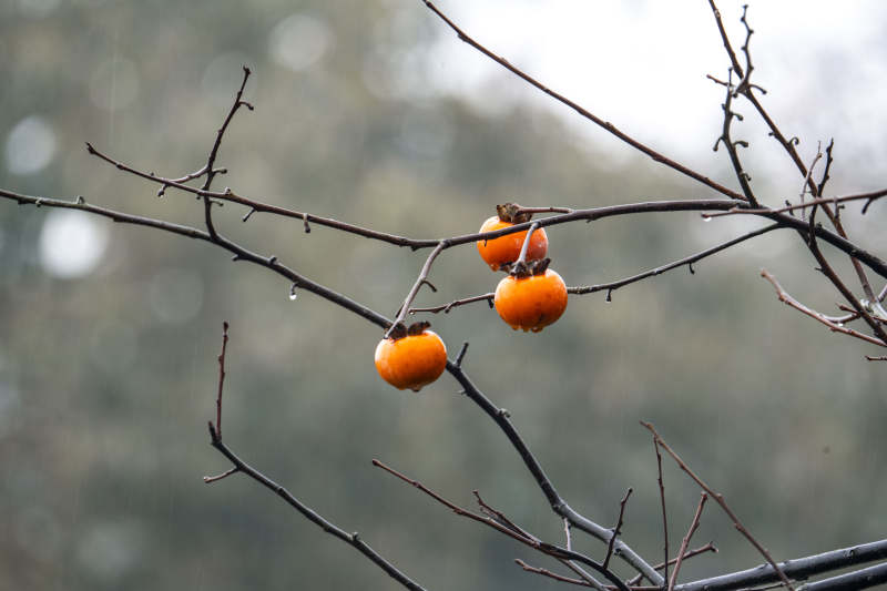 枝头柿子挂秋色图片