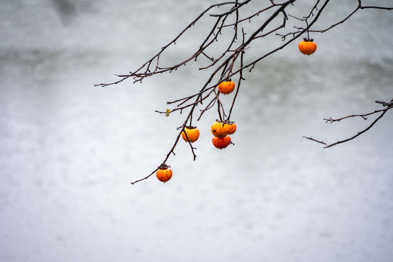 枝头柿子映雪景图片