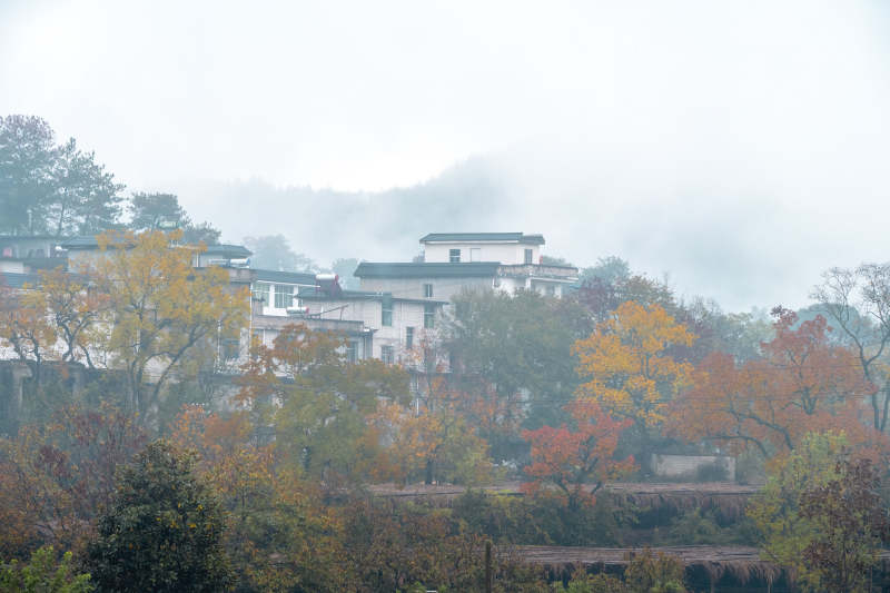 雾中古村秋色图片
