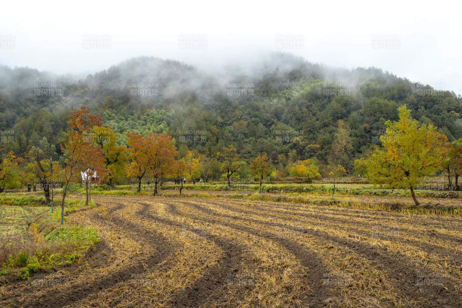秋山雾绕田园图片