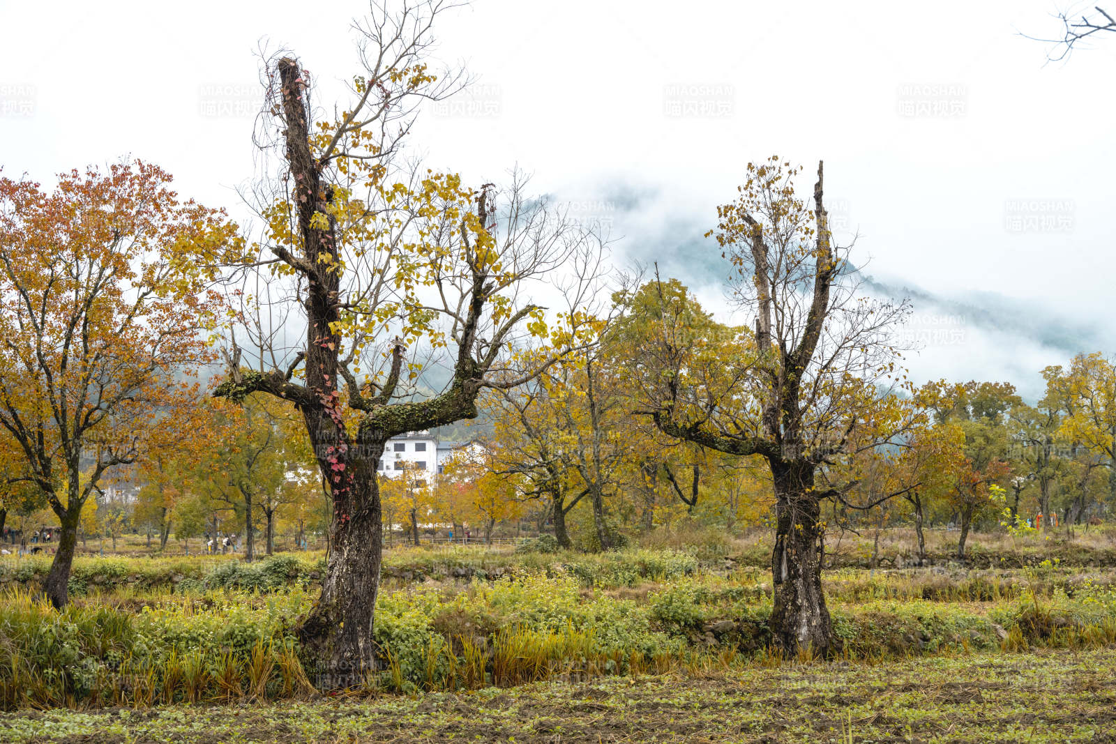 秋林静谧 树影婆娑图片