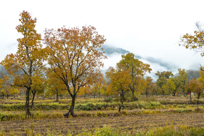 秋林雾霭山色图片