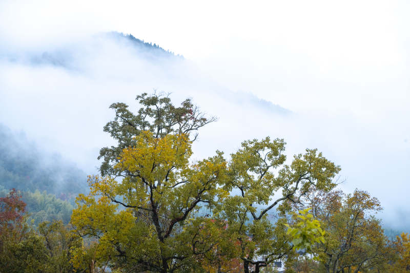 雾中秋林图片