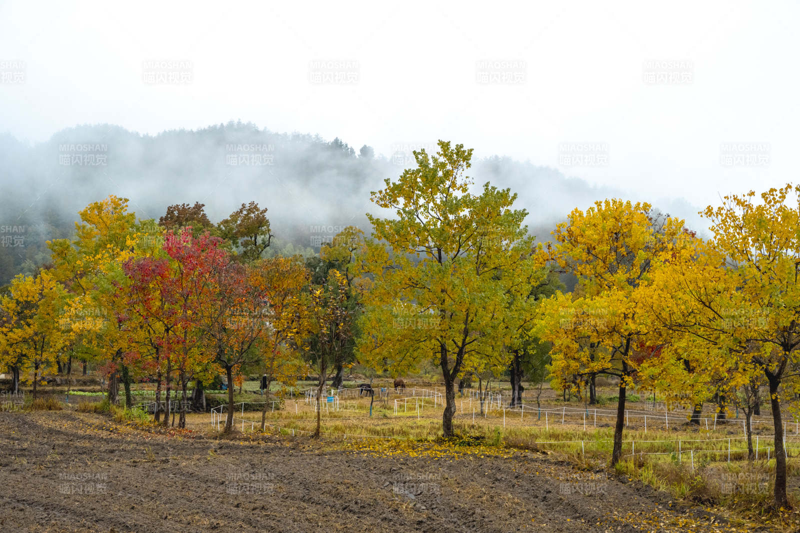 秋雾林间小径图片