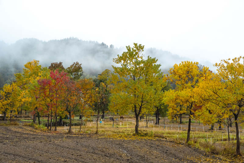 秋雾林间小径图片