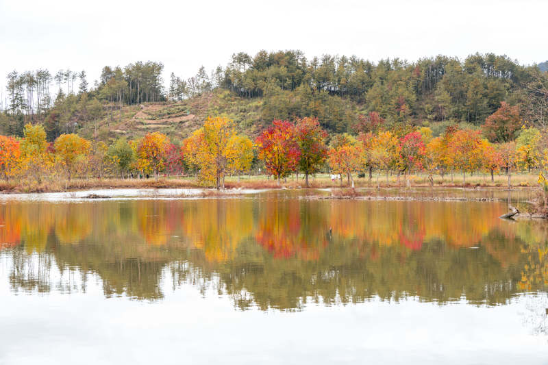 秋湖映彩林图片