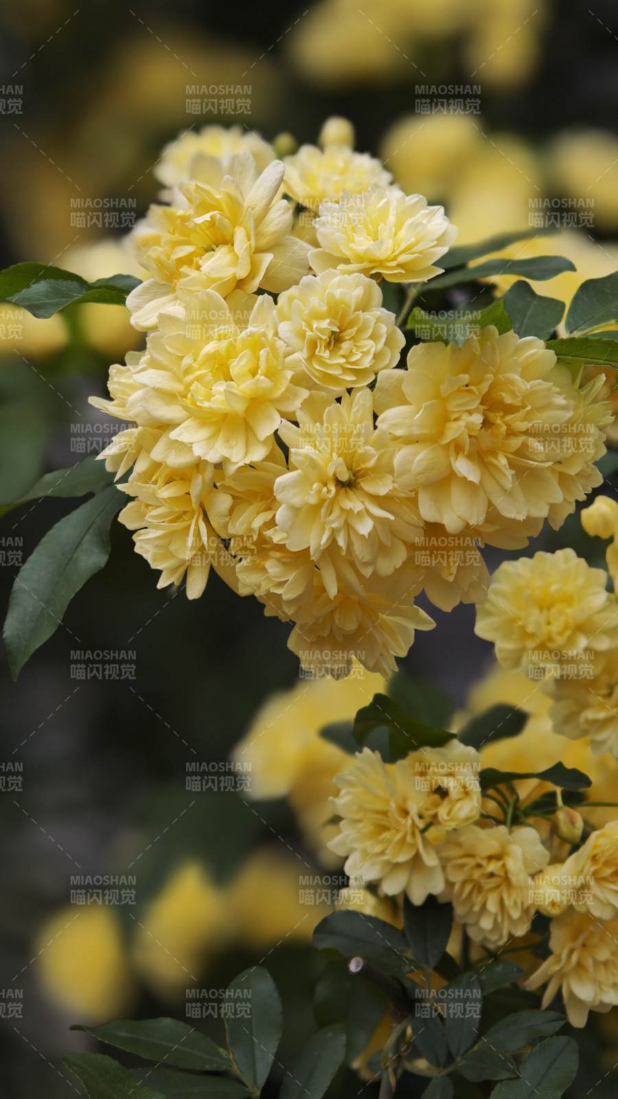 金黄木香花绽放图片