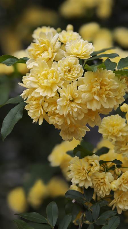 金黄木香花绽放图片