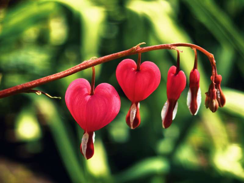 心形花垂枝绽放图片