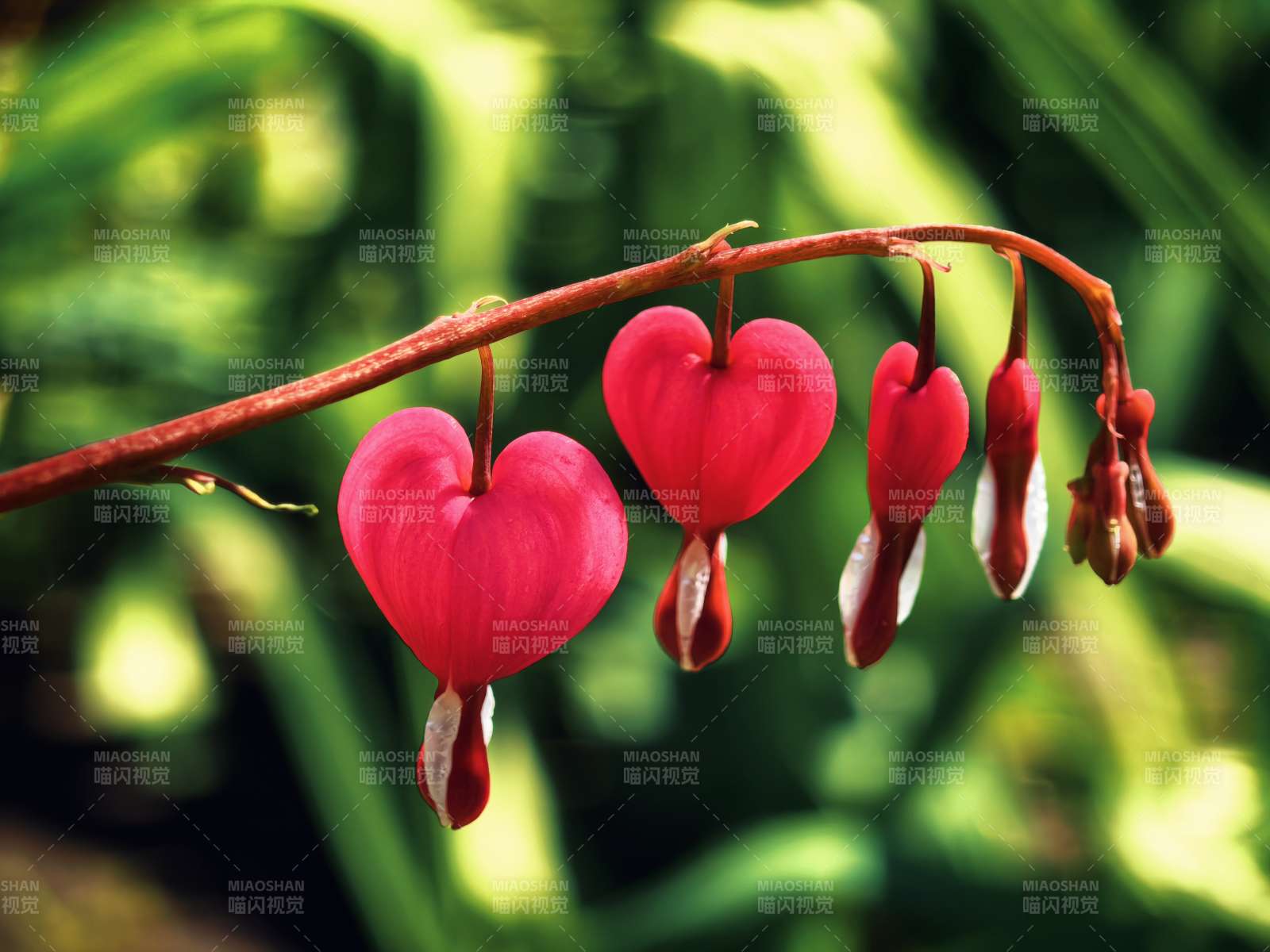心形花垂枝绽放图片