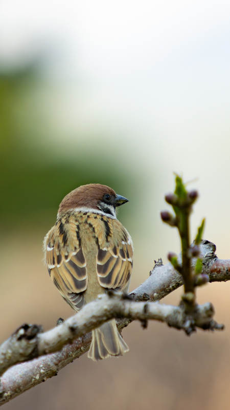 麻雀栖枝头图片