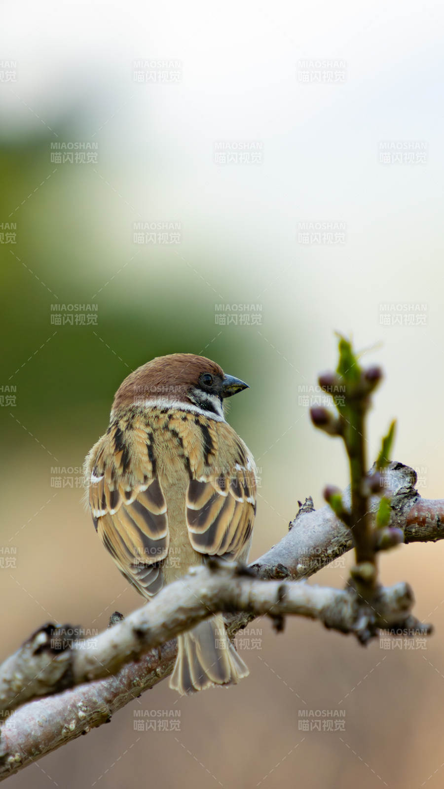 麻雀栖枝头图片