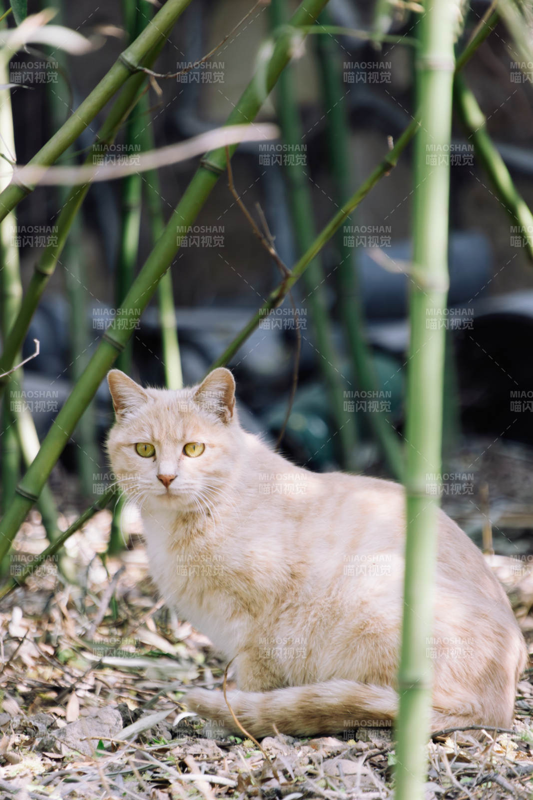 竹林中的淡色猫图片