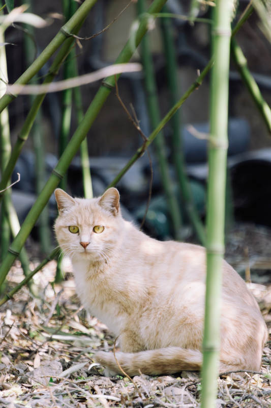 竹林中的淡色猫图片
