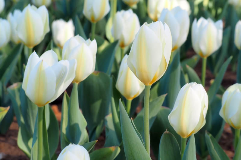 白郁金香盛开图片