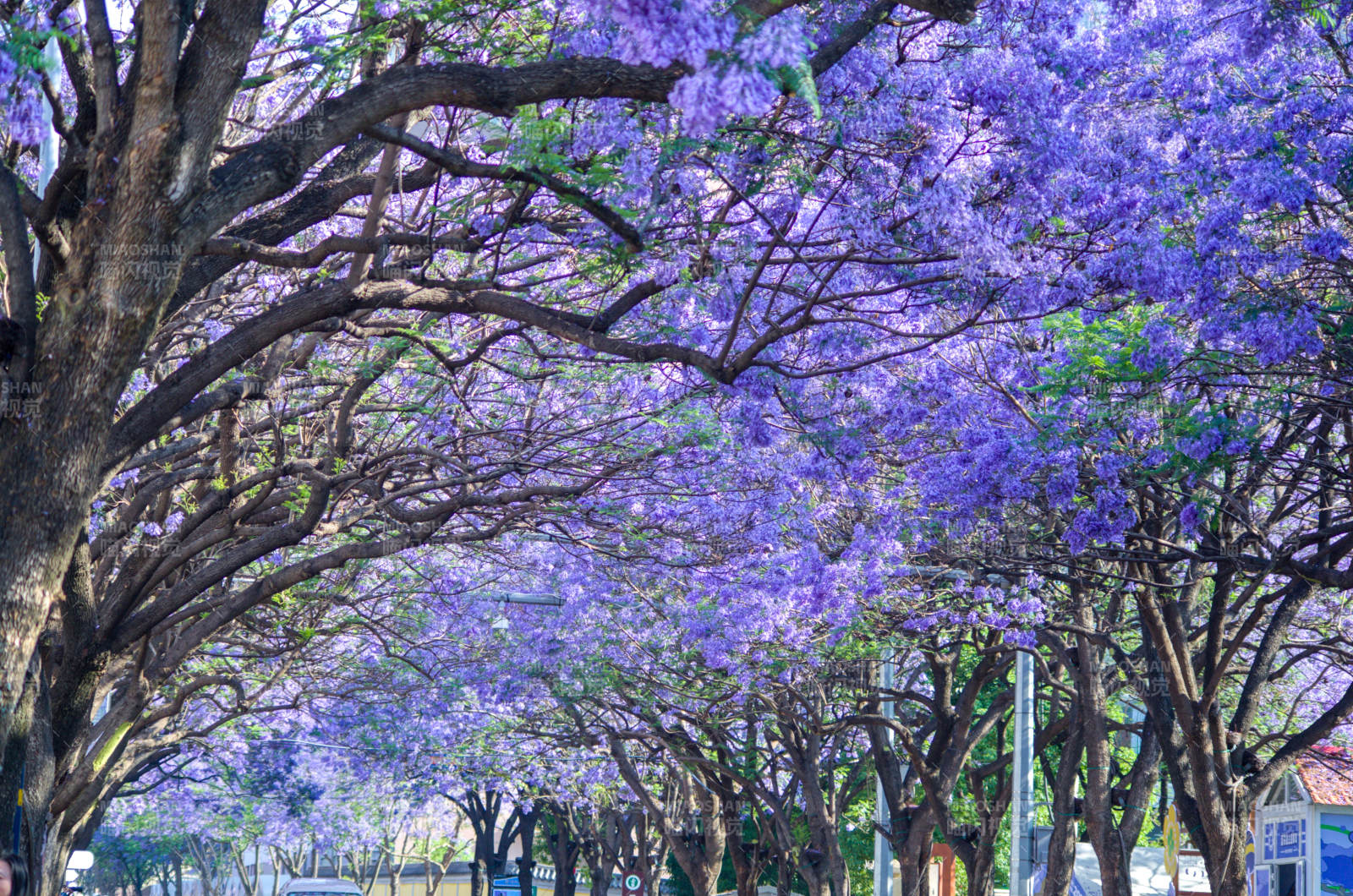 昆明教场中路蓝花楹美景图片