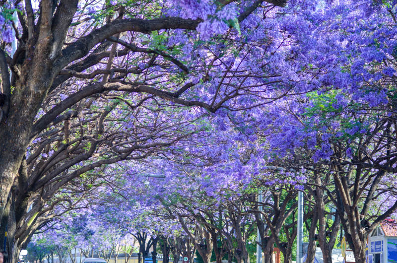 昆明教场中路蓝花楹美景图片