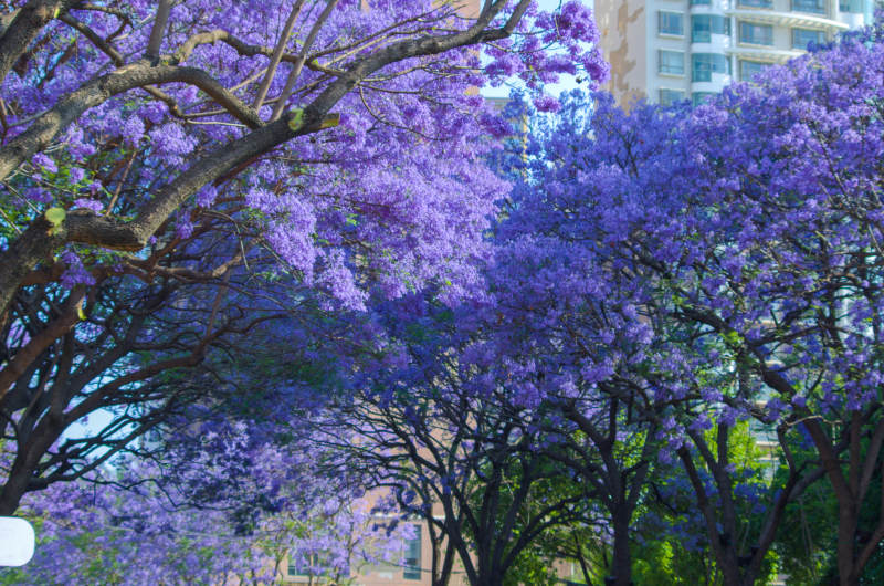 昆明教场中路蓝花楹美景图片