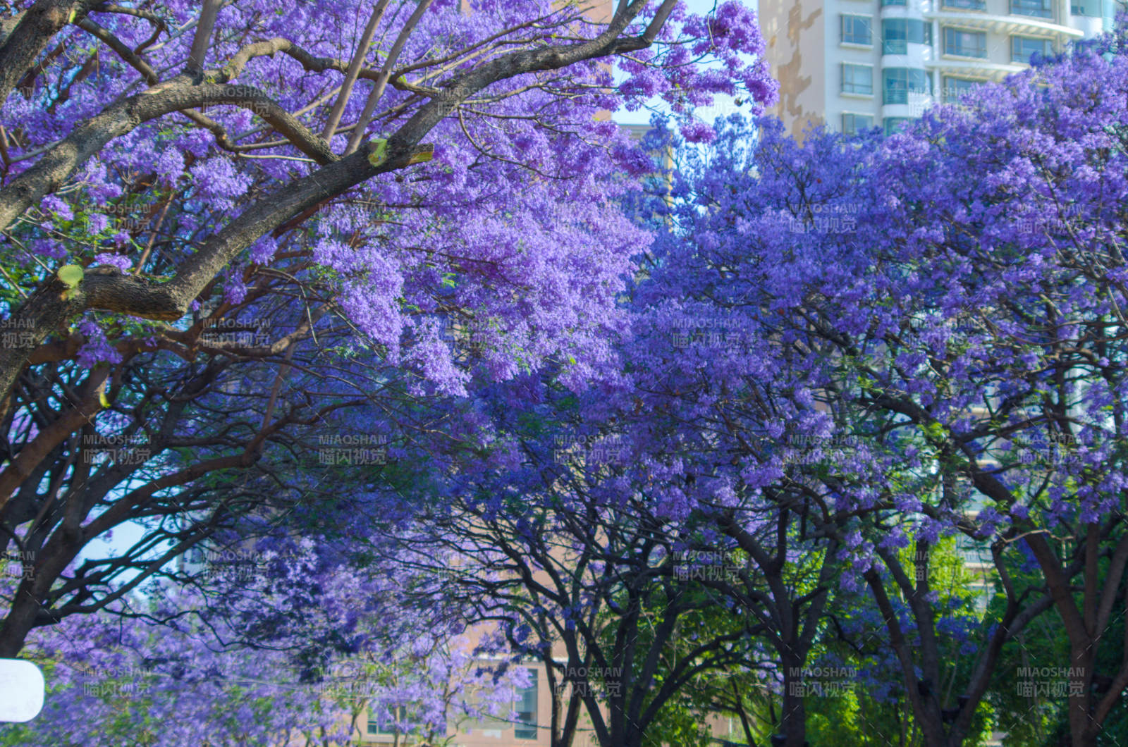昆明教场中路蓝花楹美景图片