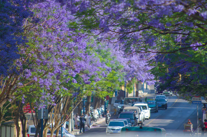 昆明教场中路盛开的蓝花楹图片