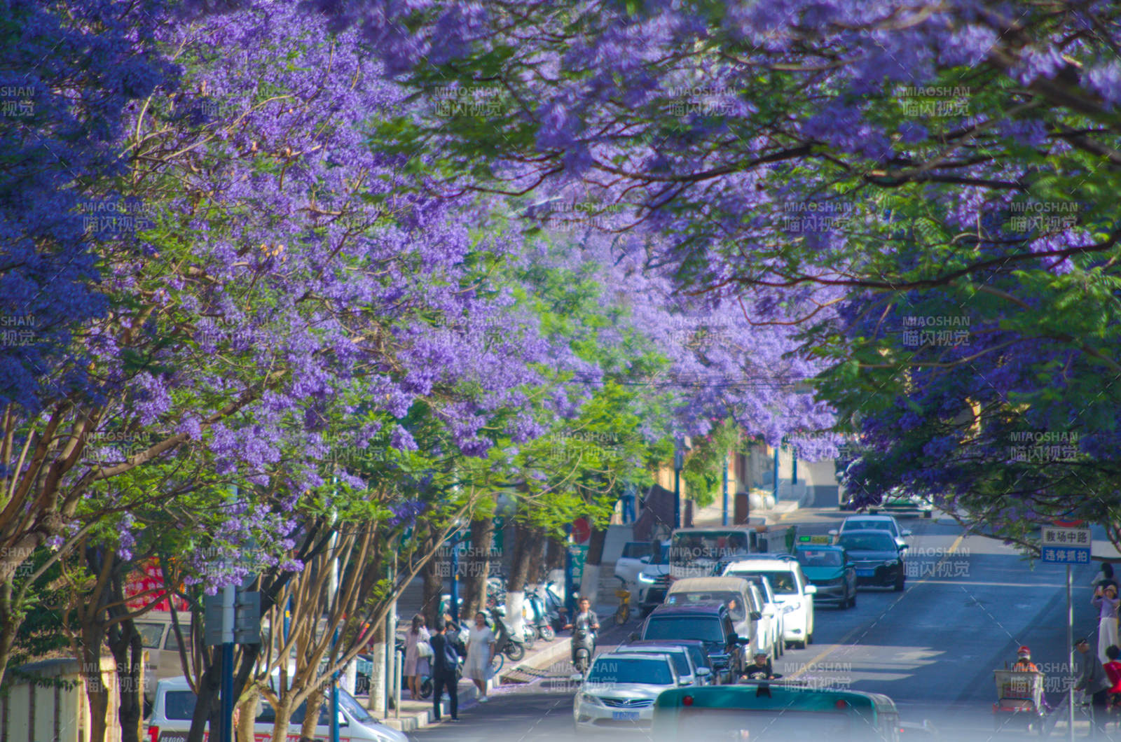 昆明教场中路盛开的蓝花楹图片