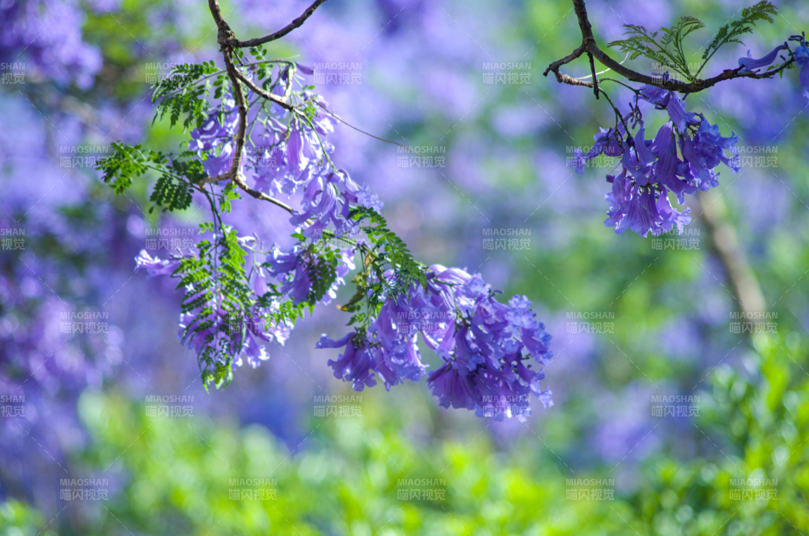 蓝花楹绽放图片
