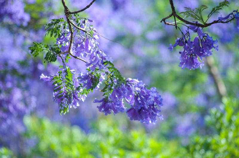 蓝花楹绽放图片