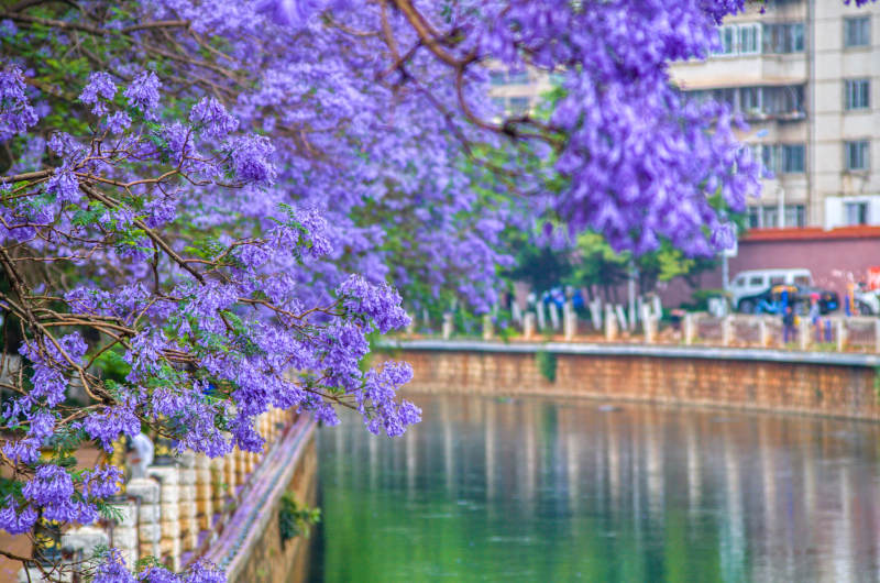 昆明盘龙江边盛开的蓝花楹图片