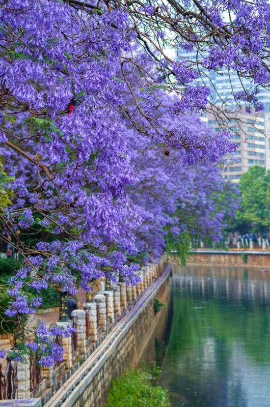 昆明盘龙江边盛开的蓝花楹图片